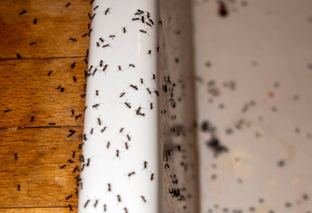 Best Pest Removal Services  in Murray, UT